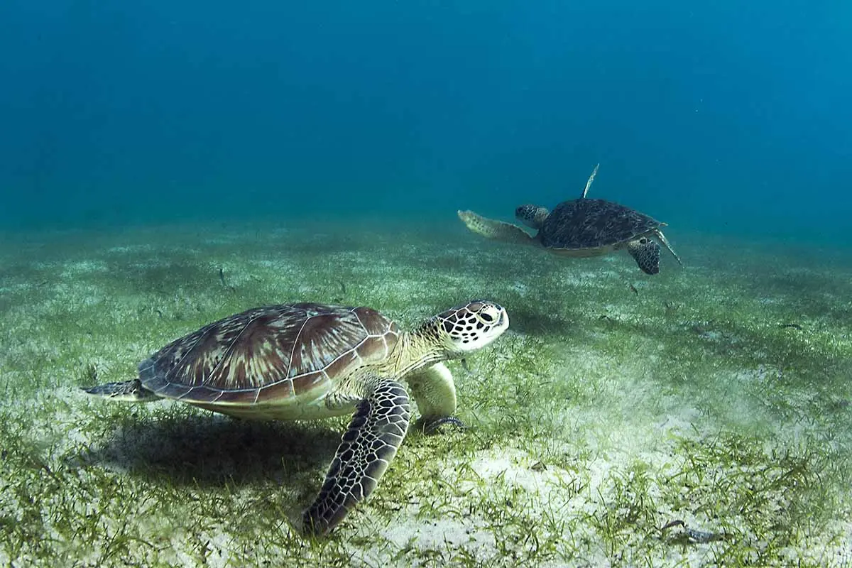 Sea turtles observed while snorkeling at Nosy Sakatia, Nosy Be Madagascar