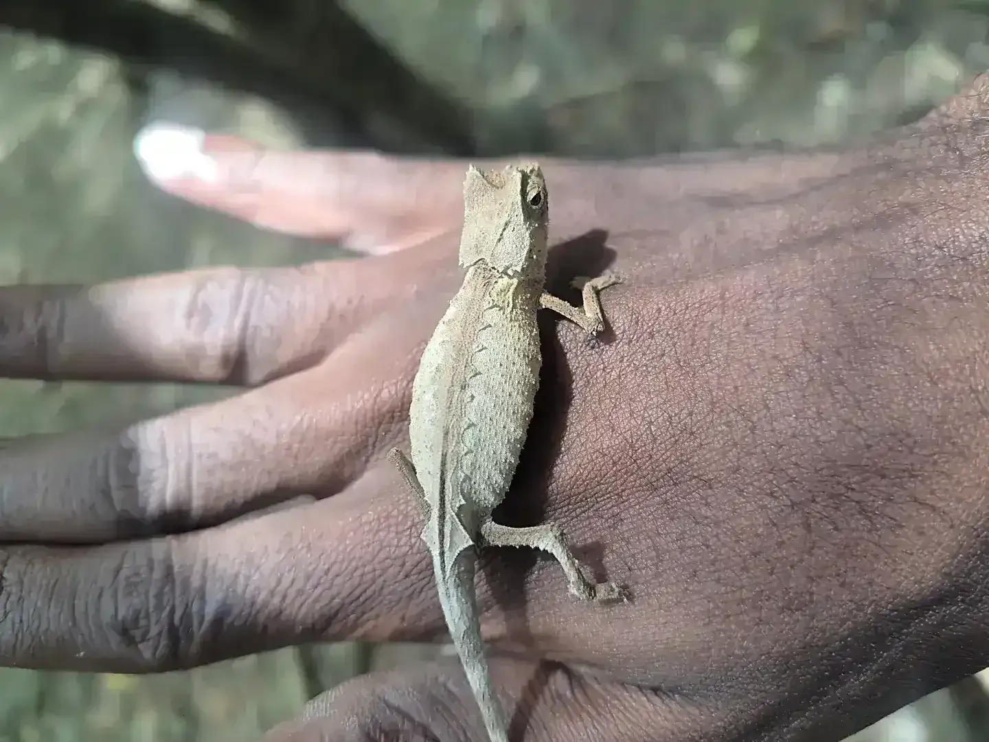 Brookesia nana, the world's smallest known chameleon, perched on a fingertip for scale