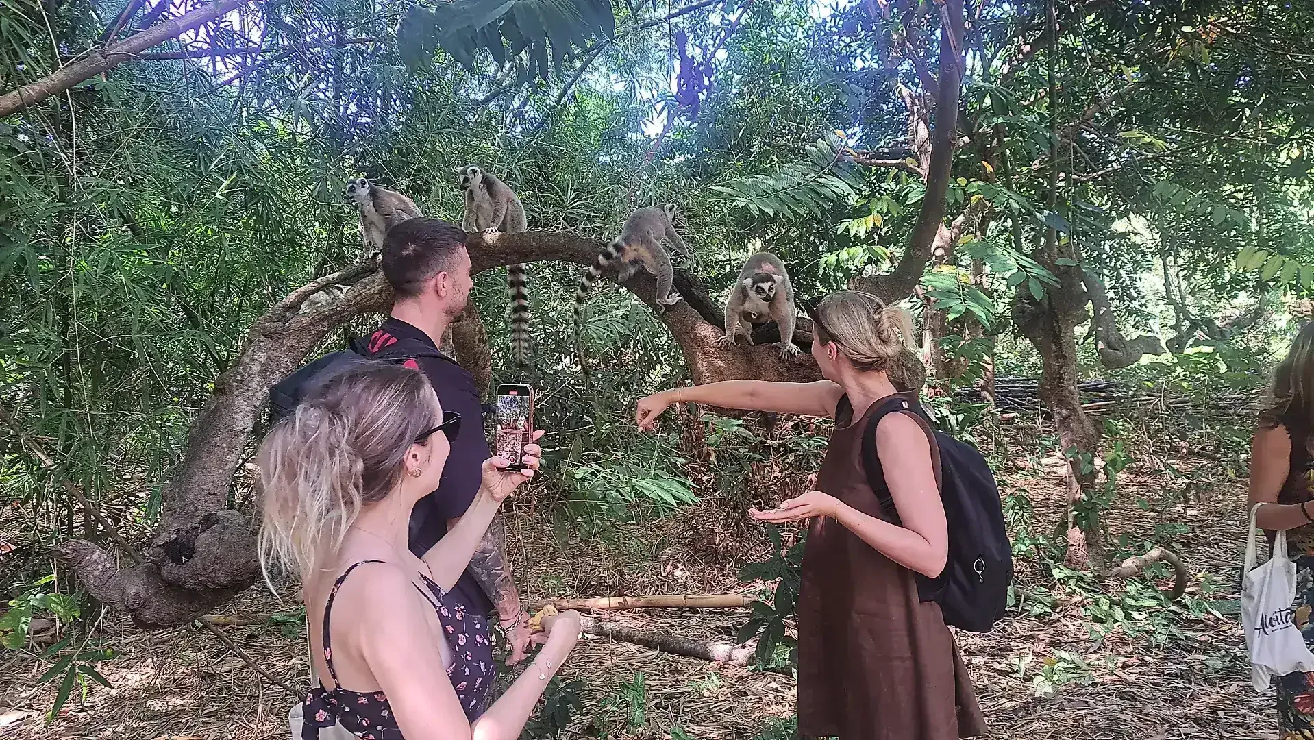 Lemur in Natural Habitat