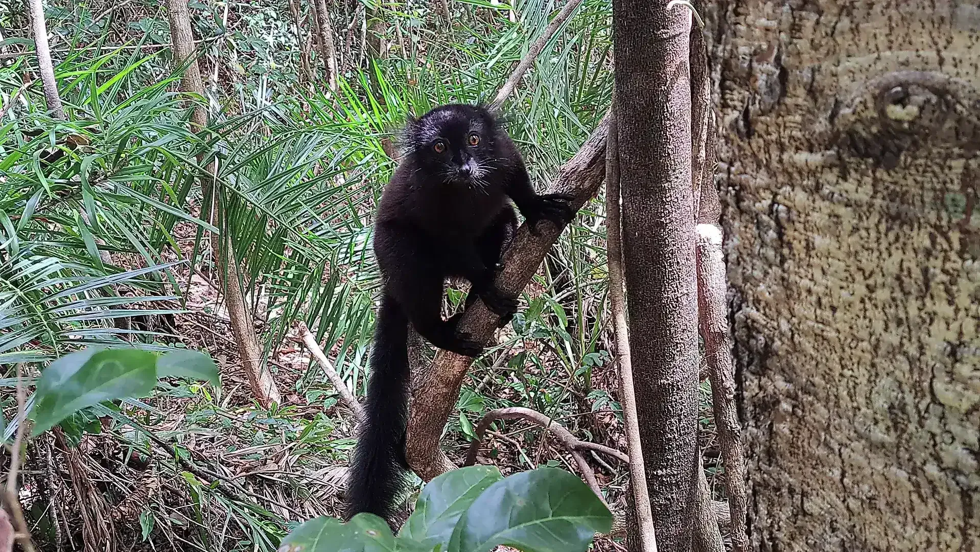 Black lemur at Nosy Komba