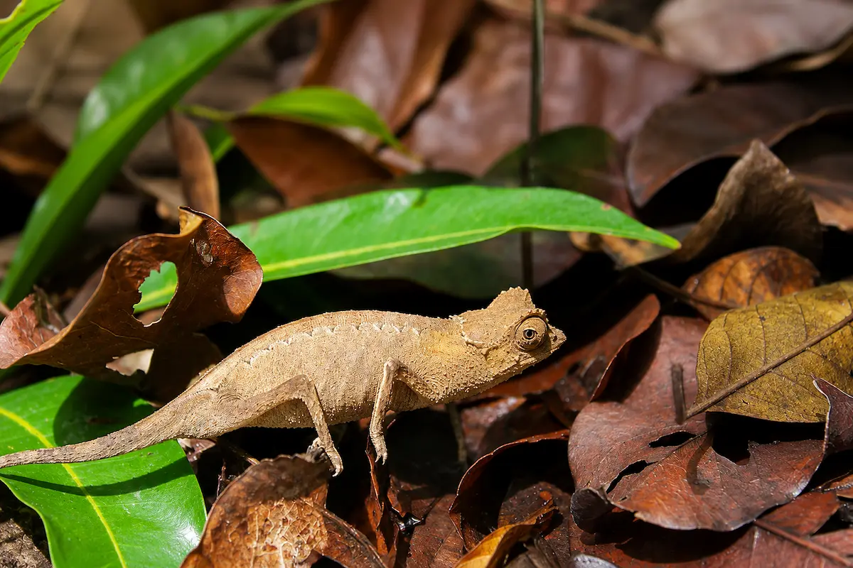 Brookesia chameleon in Loko Be National Park, Madagascar