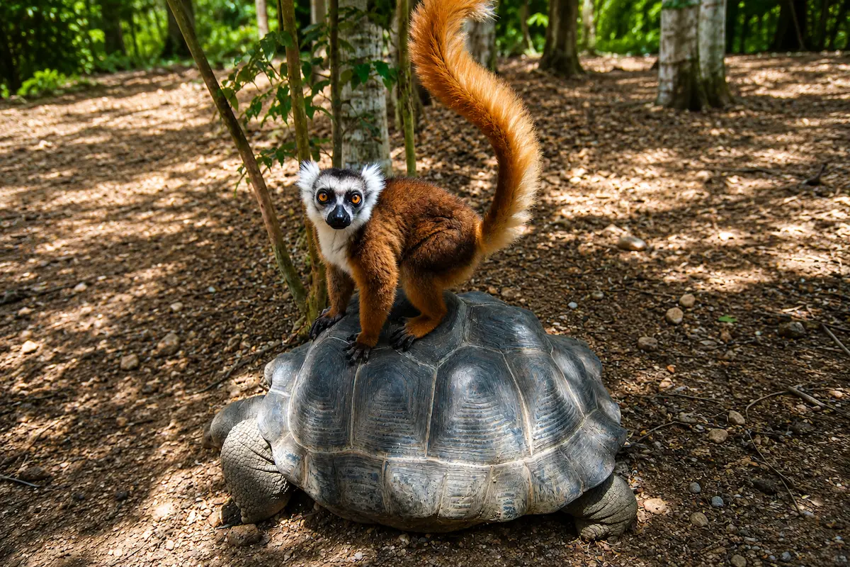 Verreaux's sifaka lemur at Lemuria Land Park in Madagascar