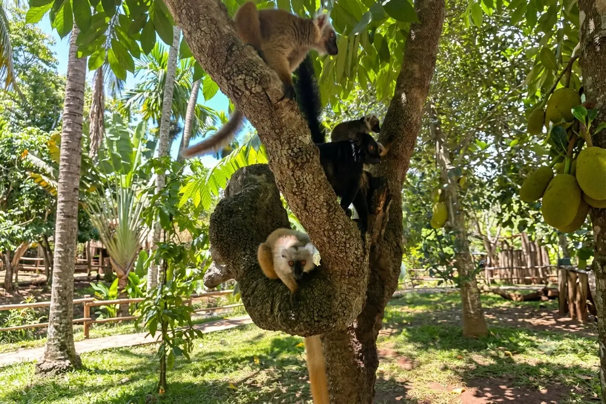 Group of common brown lemurs resting in a tree at Lemuria Land Park in Madagascar