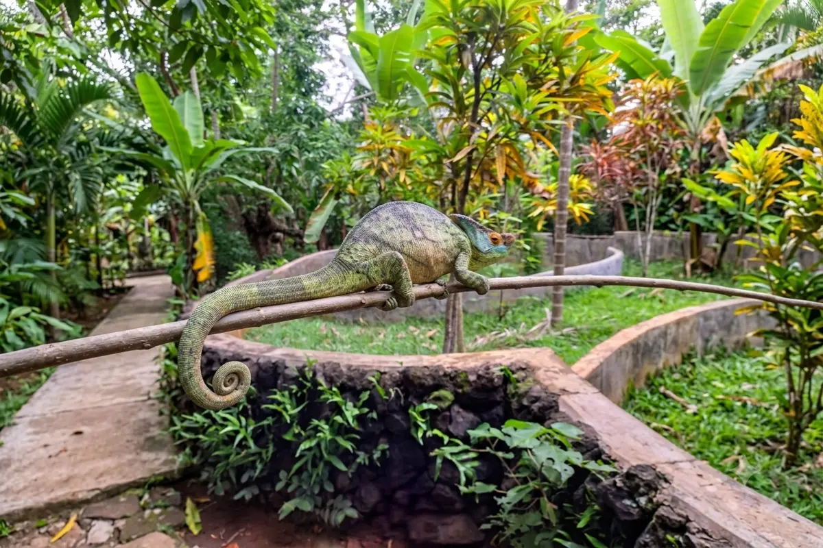 Colorful Madagascar chameleon at Lemuria Land Park