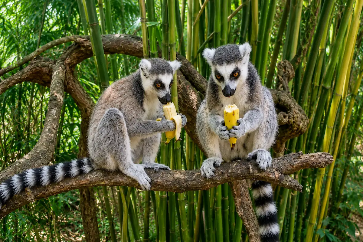 Ring-tailed lemur inspired by King Julien from Madagascar