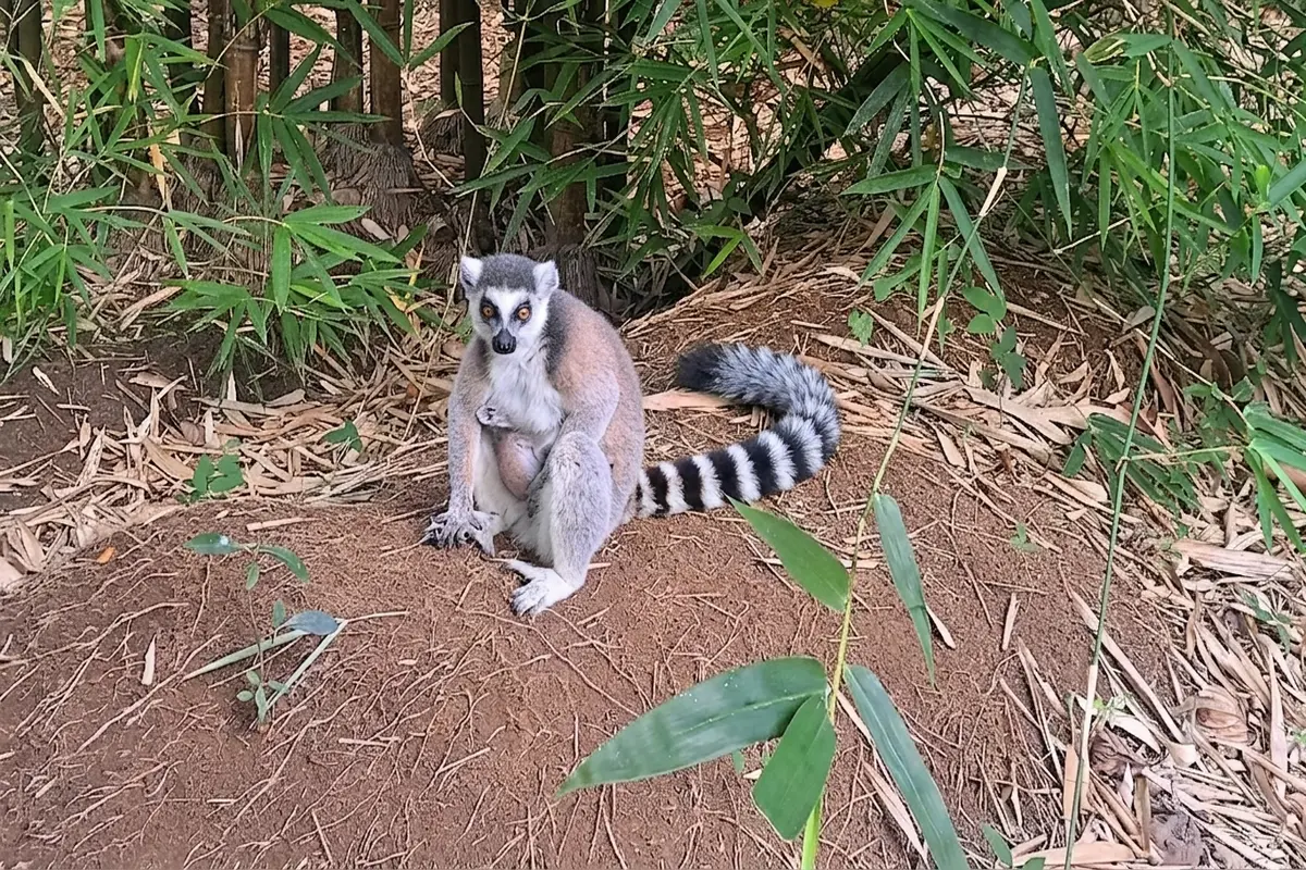 Ring-tailed lemur carrying its baby at Lemuria Land Park in Madagascar