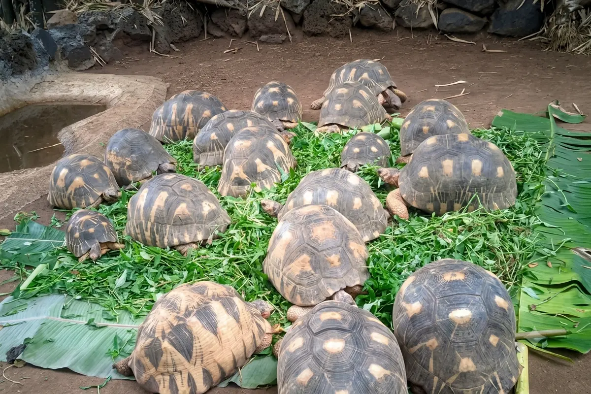 Spider tortoises feeding together at Lemuria Land Park in Madagascar