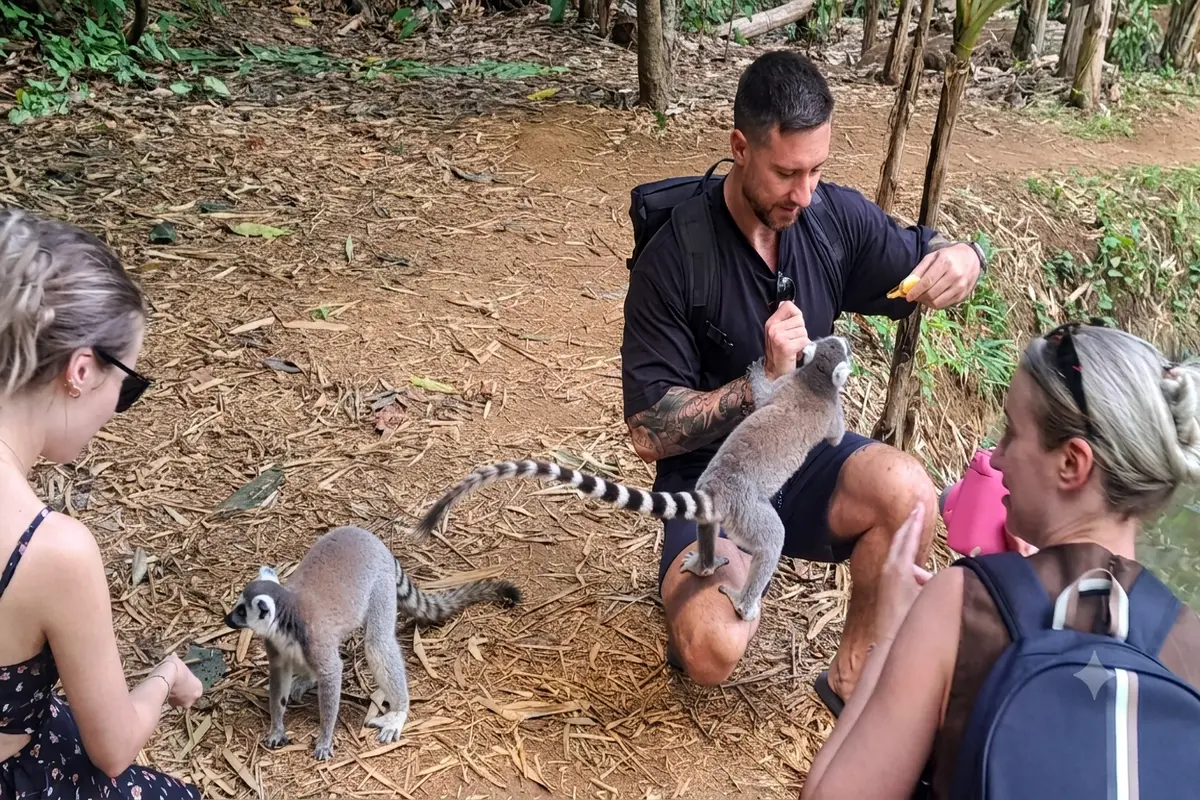 Tourist feeding a banana to a ring-tailed lemur at Lemuria Land Park in Madagascar