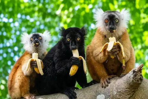 Wildlife Encounters