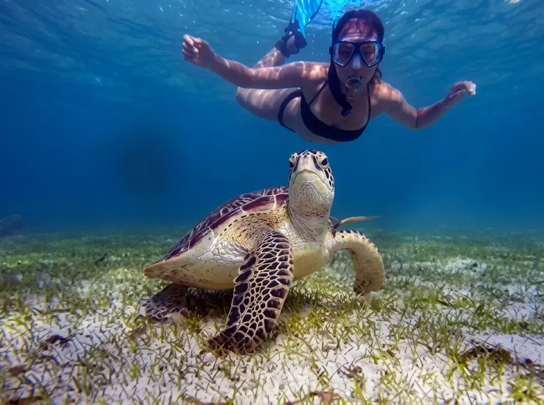 Sea Turtles