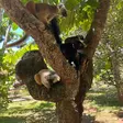 Group of common brown lemurs resting in a tree at Lemuria Land Park in Madagascar