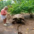 Giant tortoise walking through Lemuria Land Park in Madagascar