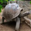 Spider tortoises feeding together at Lemuria Land Park in Madagascar