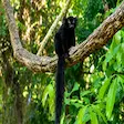 Ring-tailed lemur inspired by King Julien from Madagascar