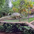 Colorful Madagascar chameleon at Lemuria Land Park