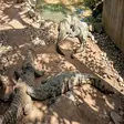 Nile crocodile at Lemuria Land Park in Madagascar
