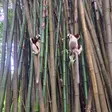 Verreaux's sifaka lemur at Lemuria Land Park in Madagascar