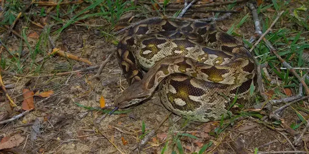 Dumeril's boa (Acrantophis dumerili) spotted in Kirindy near Nosy Be Madagascar