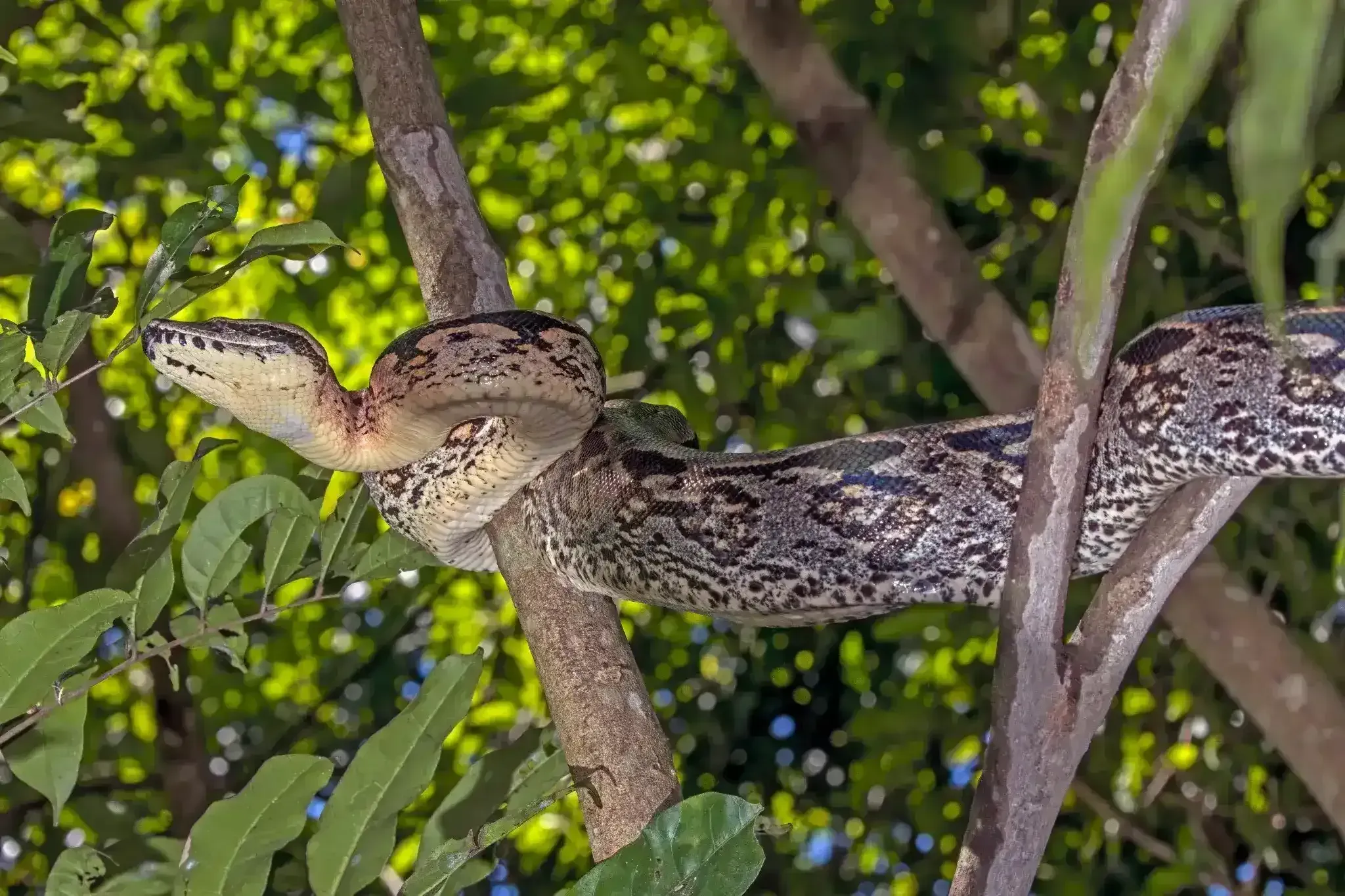BOA constrictor snake Madagascar