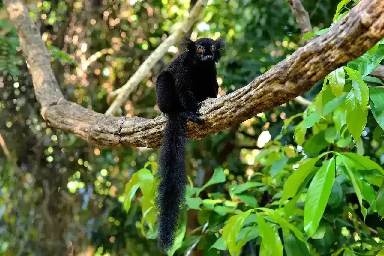 Black lemur