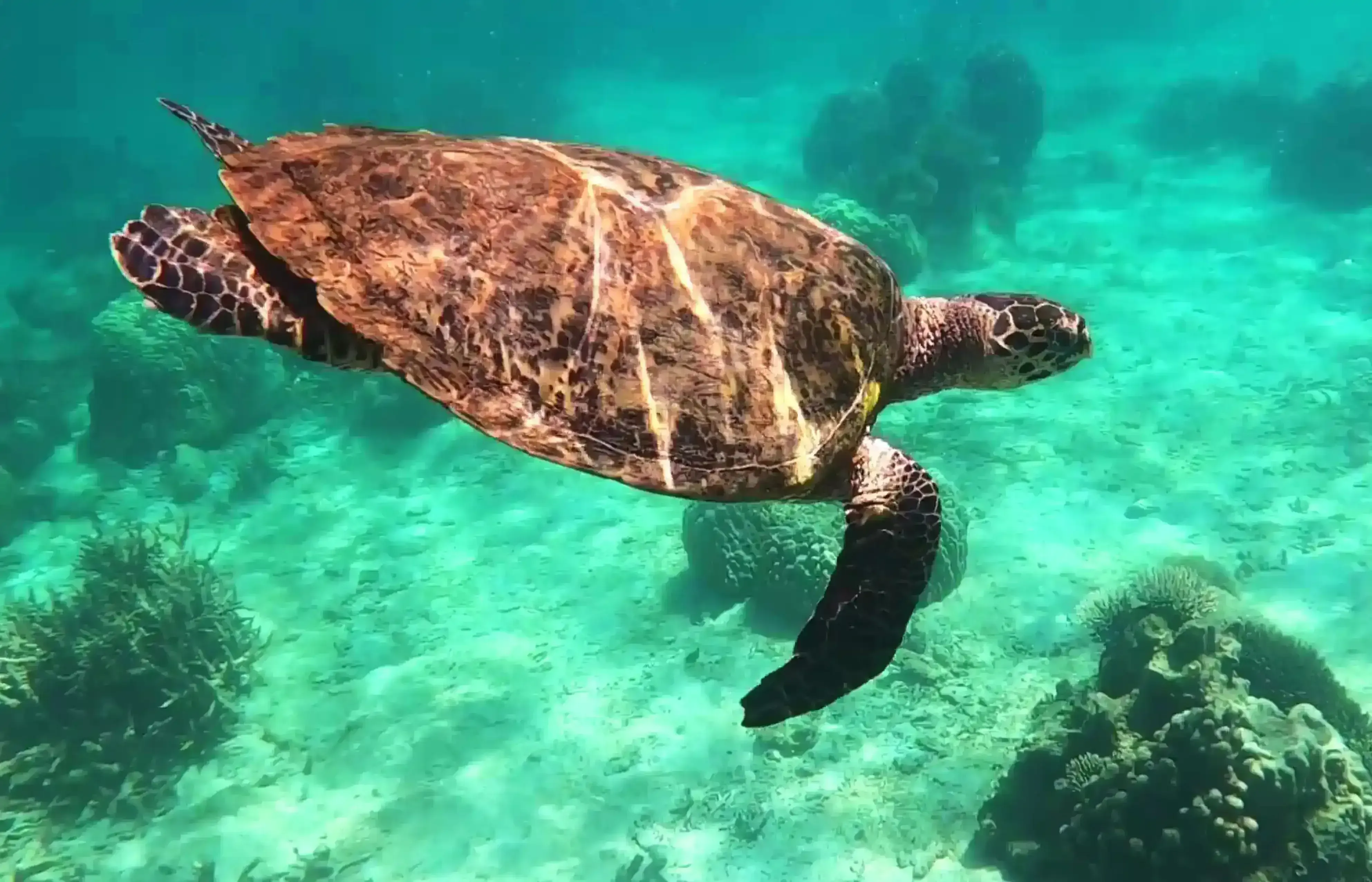 Sea turtles observed while snorkeling at Nosy Sakatia, Nosy Be Madagascar