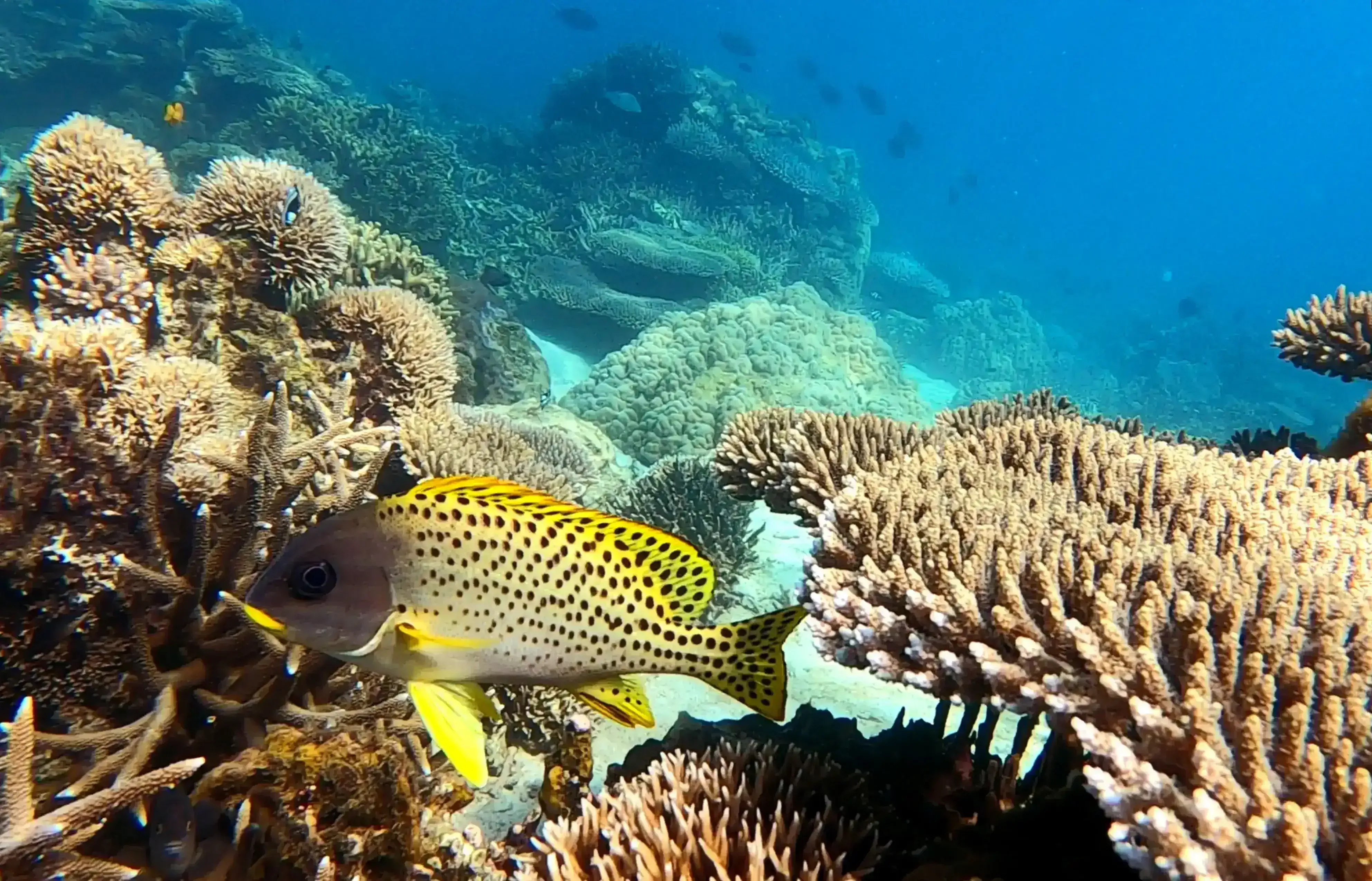 Colorful fish and coral reef at Nosy Tany Kely, Nosy Be Madagascar
