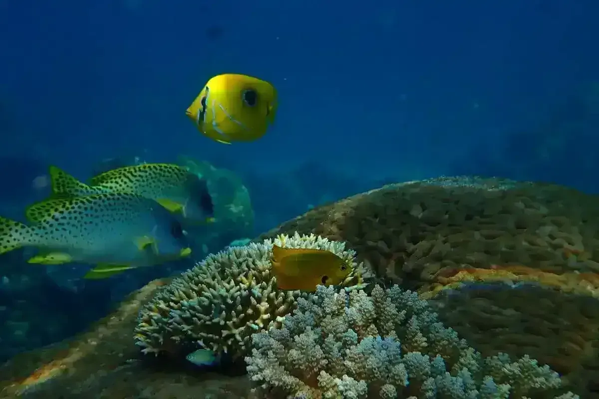 Colorful fish and coral reef at Nosy Tany Kely, Nosy Be Madagascar
