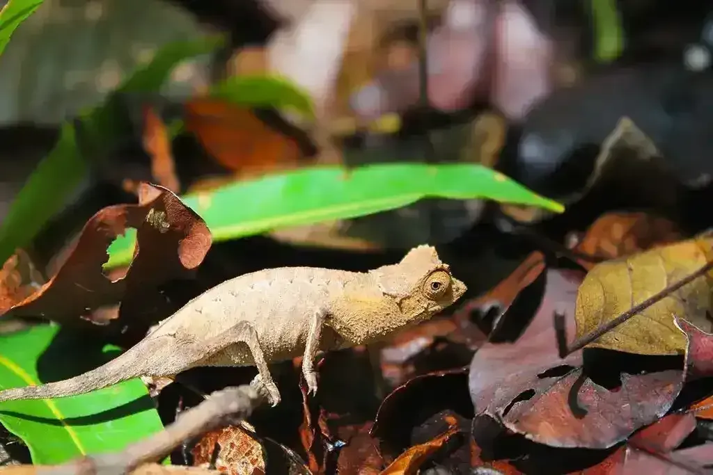 Brookesia nana, the world's smallest known chameleon, perched on a fingertip for scale