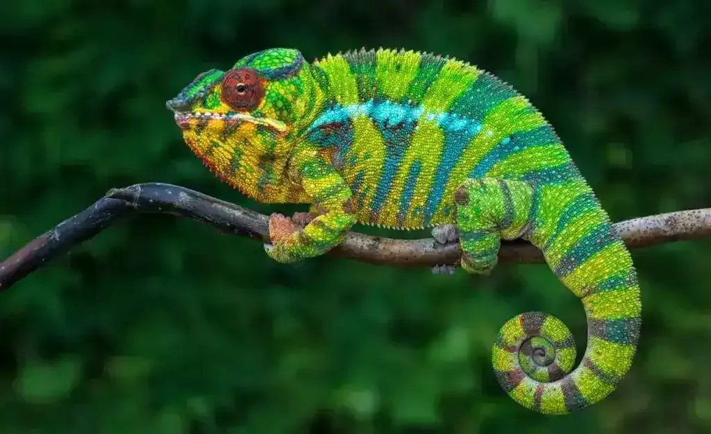A colorful chameleon clinging to a tree branch