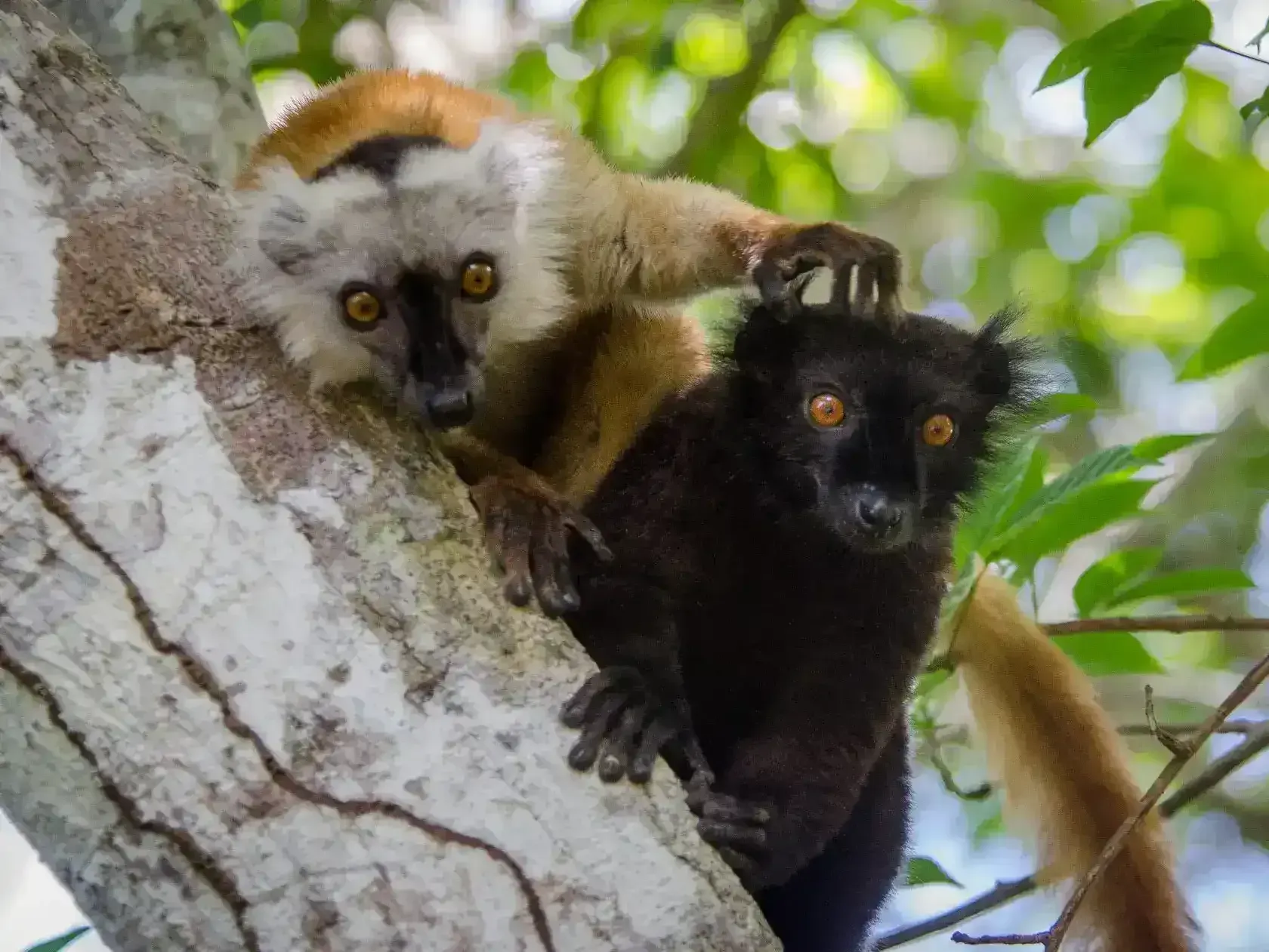 Endemic lemur species observed in Nosy Be Madagascar