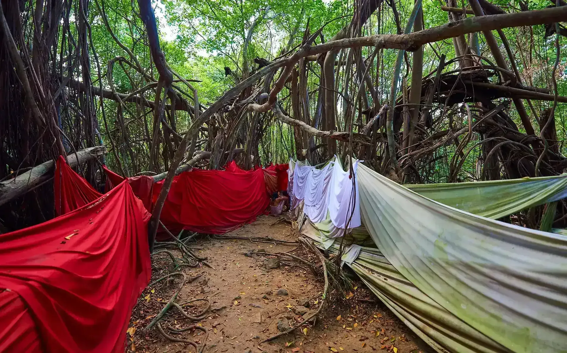 Ancient sacred ficus tree in Nosy Be Madagascar