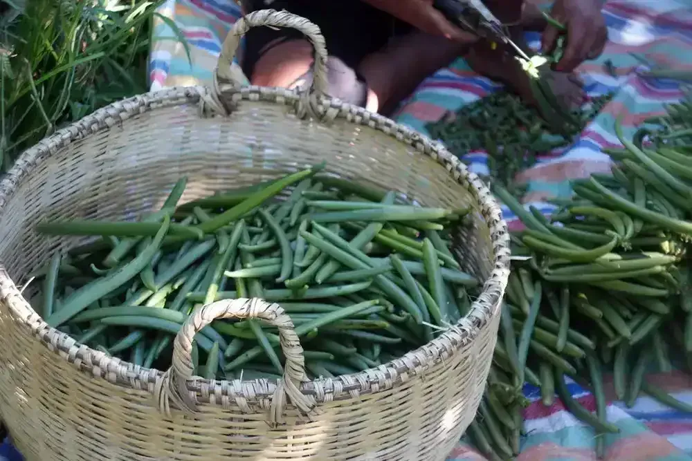 Fresh vanilla beans harvested on Nosy Komba near Nosy Be Madagascar