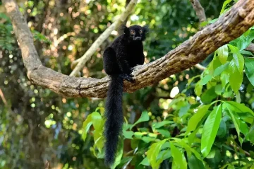 Endemic wildlife in Lokobe National Park, Nosy Be Madagascar rainforest