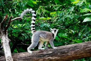 Lemuria Land Park in Nosy Be Madagascar featuring exotic plants, wildlife, and native animals