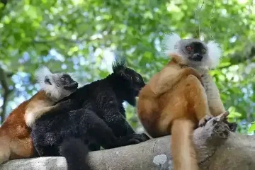 Endemic lemurs on Nosy Komba island near Nosy Be Madagascar in their natural habitat