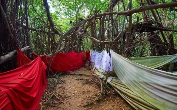 Ancient Sacred Ficus tree with sprawling roots and lush foliage in Nosy Be Madagascar rainforest